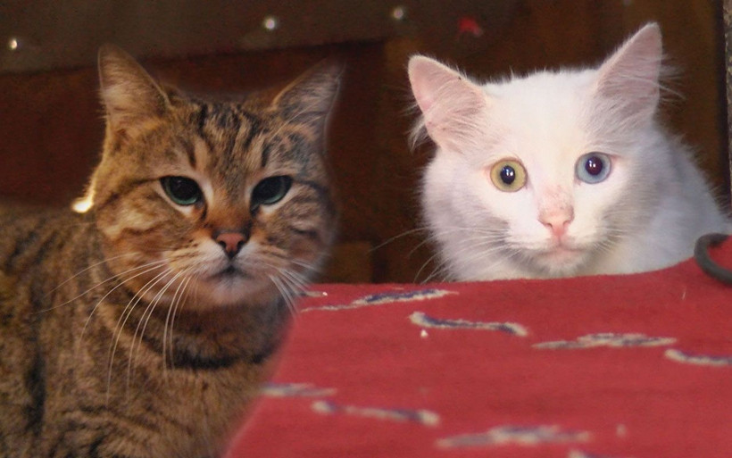 Ayasofya'nın kedisi Gli'ye Ankara'dan arkadaş geldi - Resim: 1