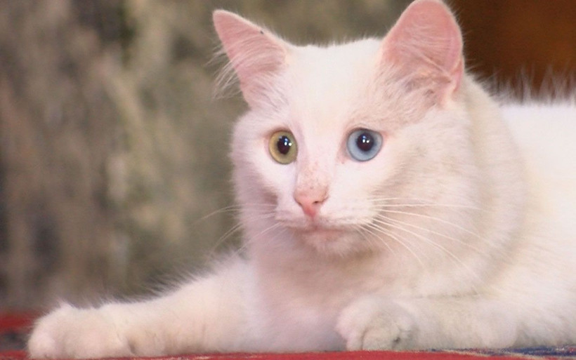 Ayasofya'nın kedisi Gli'ye Ankara'dan arkadaş geldi - Resim: 4