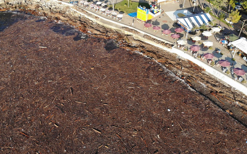 Giresun'da Karadeniz sahili ağaçlarla kaplandı sel suları böyle iz bıraktı - Resim: 2