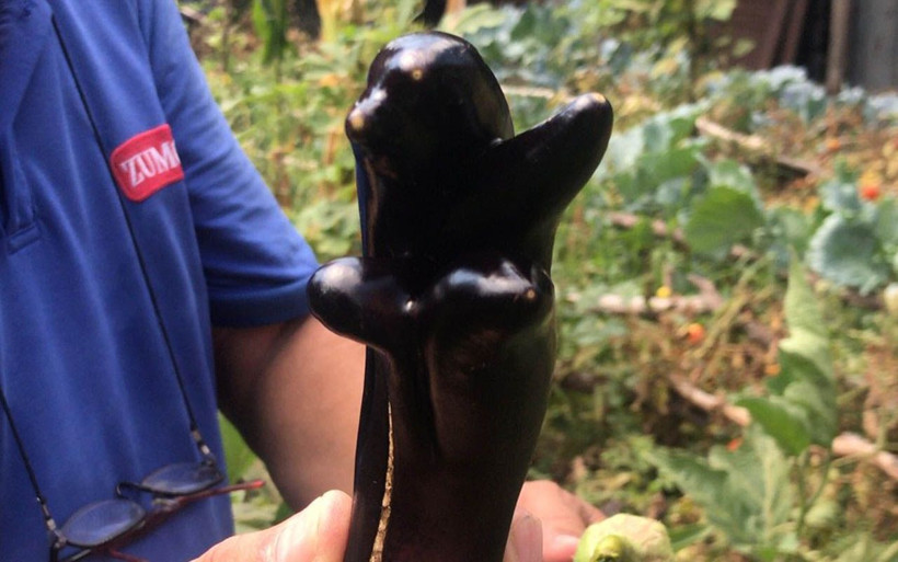 Çanakkale'de 5 parmaklı patlıcan göreni şaşkına çeviriyor çocuk eli kadar - Resim: 3