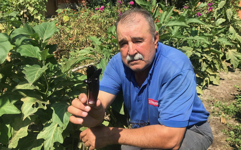 Çanakkale'de 5 parmaklı patlıcan göreni şaşkına çeviriyor çocuk eli kadar - Resim: 2