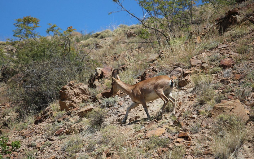 Yaban keçisi objektife poz verdi Erzurum içleri ısıttı - Resim: 3