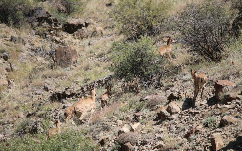Yaban keçisi objektife poz verdi Erzurum içleri ısıttı - Resim: 4