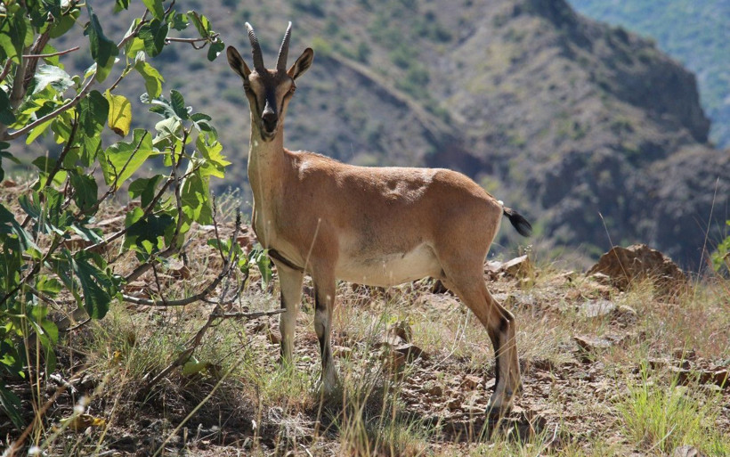 Yaban keçisi objektife poz verdi Erzurum içleri ısıttı - Resim: 1