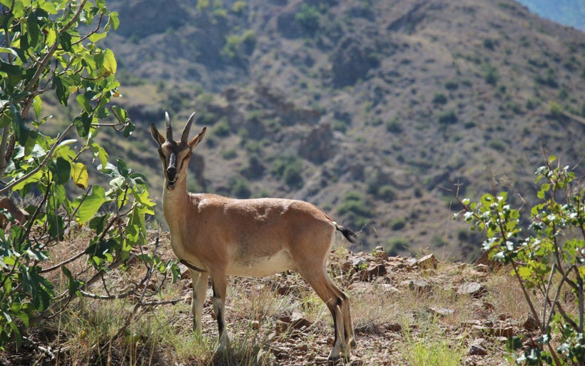 Yaban keçisi objektife poz verdi Erzurum içleri ısıttı - Resim: 2
