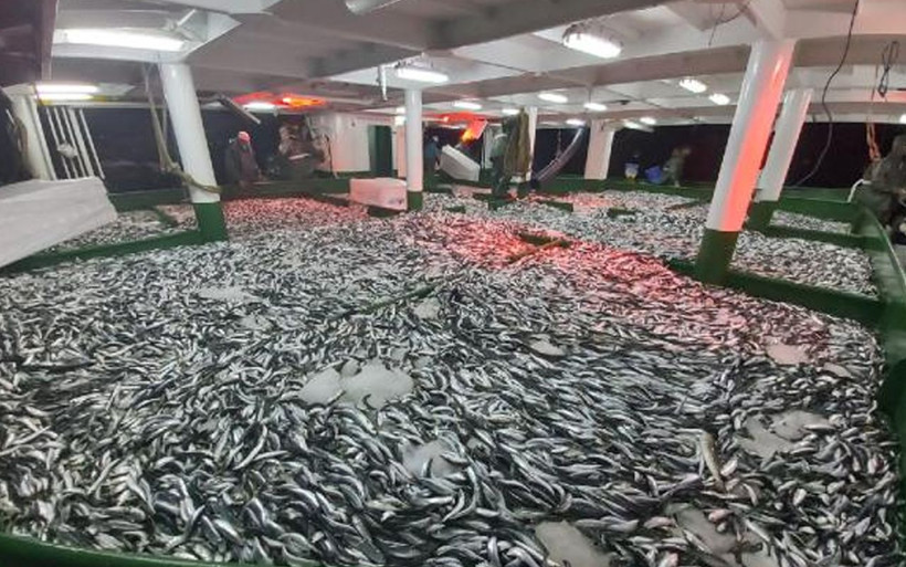 Türkiye'de balıkçılar 'Vira Bismillah' dedi eller bereketli dönüldü - Resim: 2