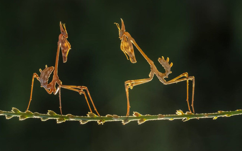 Peygamberdevesi'ni hiç böyle görmediniz Kahramanmaraşlı fotoğrafçı yakaladı - Resim: 1