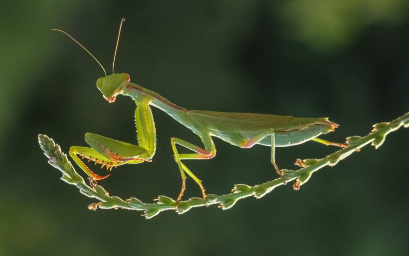 Peygamberdevesi'ni hiç böyle görmediniz Kahramanmaraşlı fotoğrafçı yakaladı - Resim: 3