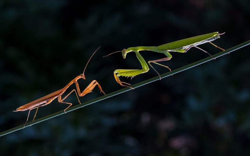 Peygamberdevesi'ni hiç böyle görmediniz Kahramanmaraşlı fotoğrafçı yakaladı - Resim: 2