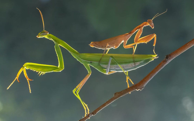 Peygamberdevesi'ni hiç böyle görmediniz Kahramanmaraşlı fotoğrafçı yakaladı - Resim: 4