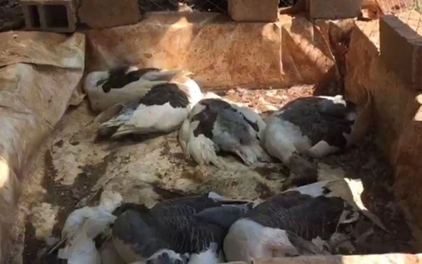 Antalya'da çiftlik kredisi katliamı! Krediyi aldı açlığa terketti hepsi açlık ve susuzluktan öldü - Resim: 1