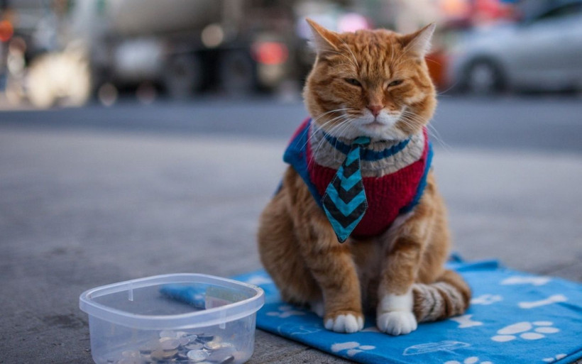 Koronavirüsün başladığı Vuhan'dan kritik uyarı: Evcil hayvanlarda... - Resim: 4