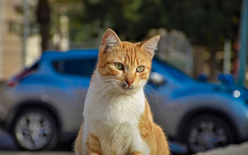 Koronavirüsün başladığı Vuhan'dan kritik uyarı: Evcil hayvanlarda... - Resim: 1