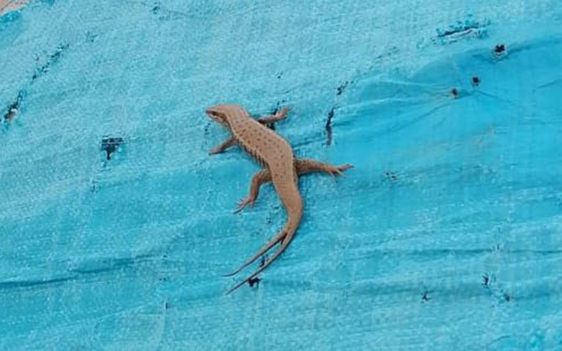 Şırnak'ta uzun yıllar sonra görüntülendi! Gören şaşırıyor çift kuyruğu var - Resim: 4