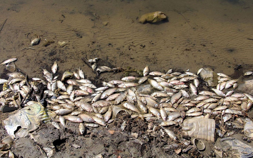 Kula Göleti'nde binlerce balık telef oldu Manisa'da içleri acıtan görüntüler - Resim: 4