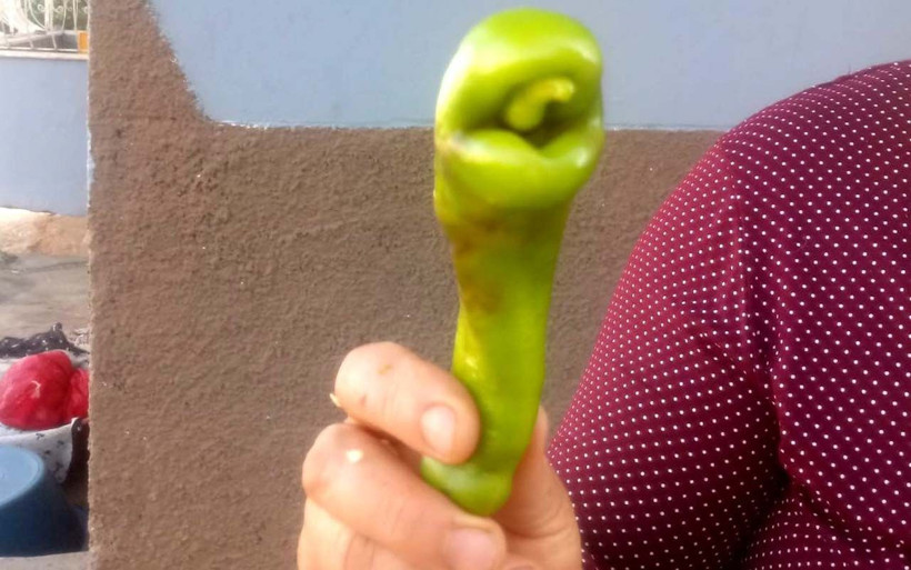 Yılan başlı biber renk değiştirdi Adıyaman'da ikinci kez görüldü - Resim: 3