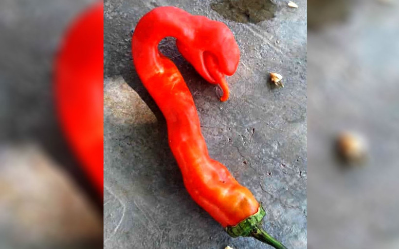 Yılan başlı biber renk değiştirdi Adıyaman'da ikinci kez görüldü - Resim: 4