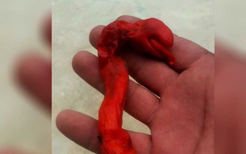 Yılan başlı biber renk değiştirdi Adıyaman'da ikinci kez görüldü - Resim: 1