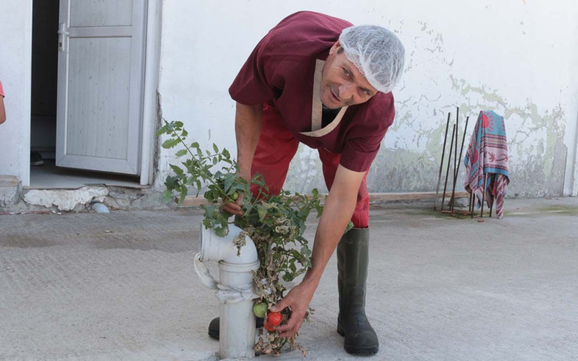 Betonda domates yetişti Balıkesir'de işçileri şaşkına çeviren olay - Resim: 4