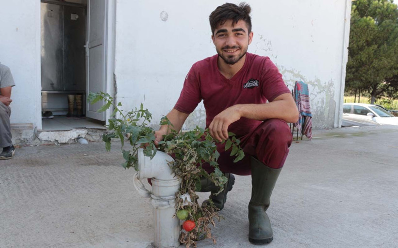 Betonda domates yetişti Balıkesir'de işçileri şaşkına çeviren olay - Resim: 3