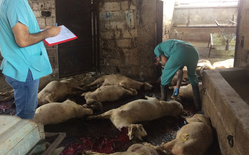 Onlarca hayvan telef oldu kendileri ölümden döndü Hatay'da acı görüntüler - Resim: 2