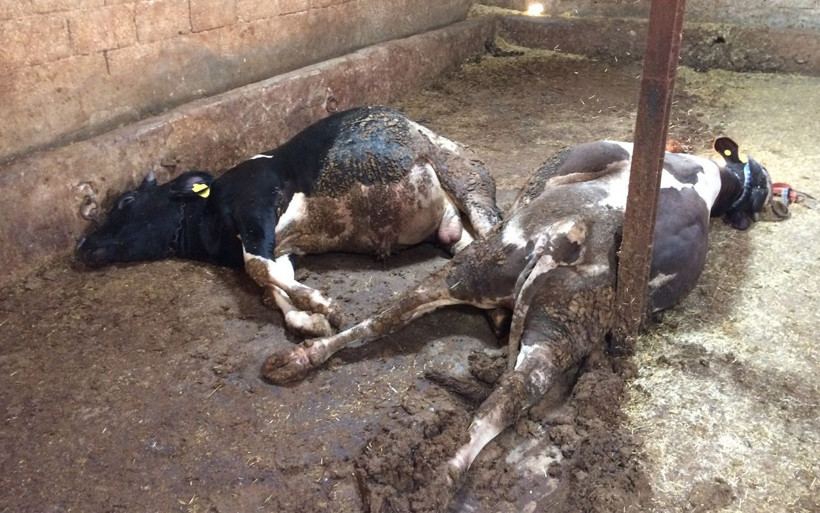 Onlarca hayvan telef oldu kendileri ölümden döndü Hatay'da acı görüntüler - Resim: 3