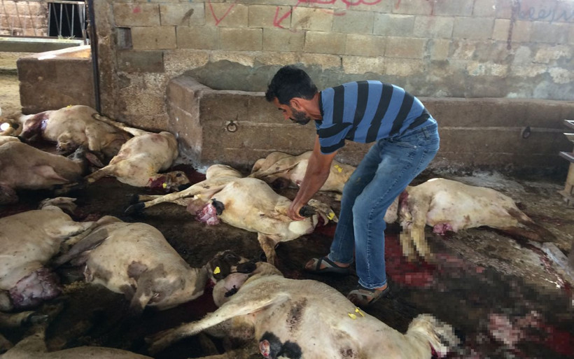 Onlarca hayvan telef oldu kendileri ölümden döndü Hatay'da acı görüntüler - Resim: 1