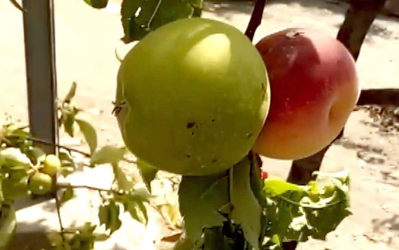 Adıyaman'da bahçe sahibinin 'Allah'ın hikmeti' dediği meyve bilim insanlarını şaşırttı - Resim: 1