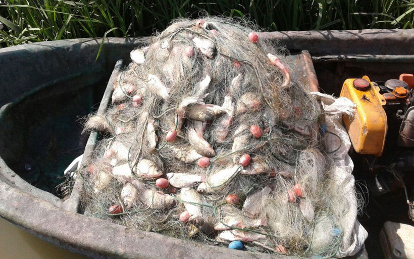 Yeşilırmak ve Kızılırmak’ta tehdit İsrail sazanı balıkçılara kan ağlatıyor - Resim: 3