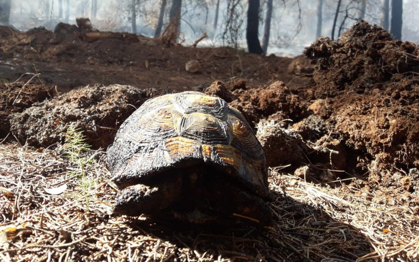Denizli'de kundaklanan ormanda kaplumbağanın yardım çığlığı yürek dağladı - Resim: 4