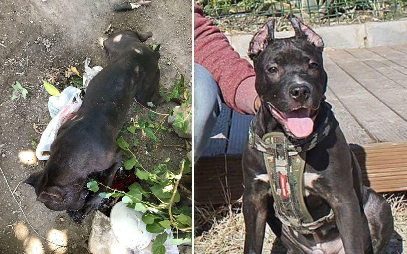 Aydın'da yaşadığı travmayı unutamıyor beslediği pitbull'un saldırdığı adam: Silahtan farkı yok - Resim: 2