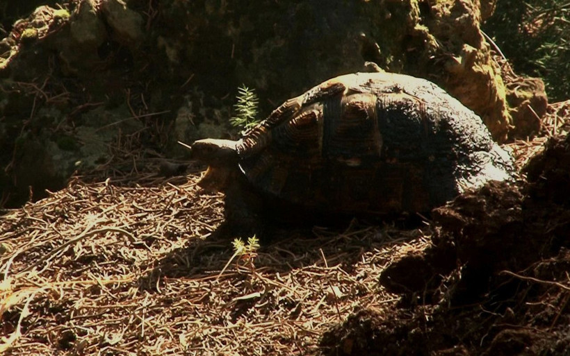 Denizli'de kundaklanan ormanda kaplumbağanın yardım çığlığı yürek dağladı - Resim: 3