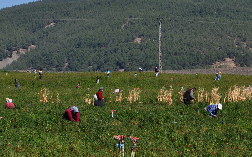 Gaziantep'te haberi duyan çuvallarla tarlaya girdi 'kırmızı altın' için yarıştılar - Resim: 1