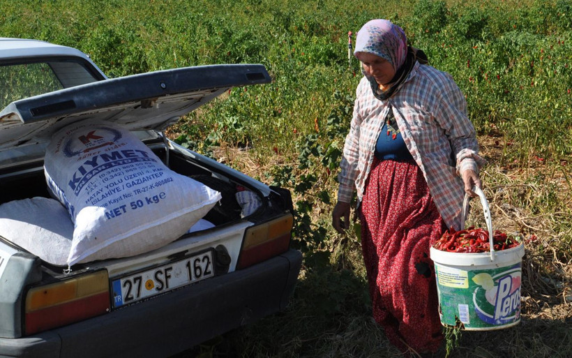 Gaziantep'te haberi duyan çuvallarla tarlaya girdi 'kırmızı altın' için yarıştılar - Resim: 4