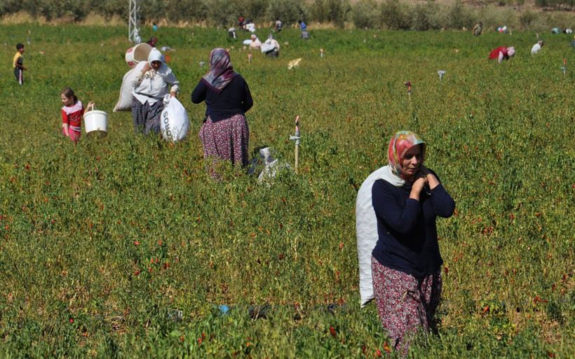Gaziantep'te haberi duyan çuvallarla tarlaya girdi 'kırmızı altın' için yarıştılar - Resim: 3
