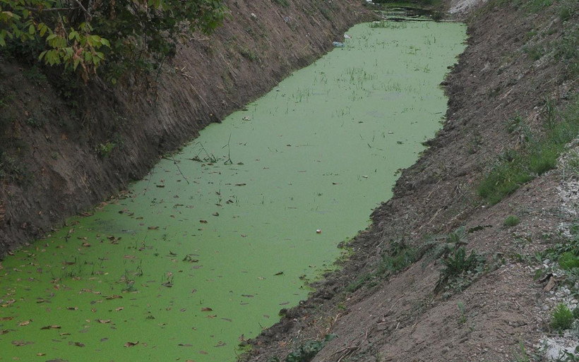 Kocaeli'de rengi yeşile dönen dere tedirgin etti 'ilk defa böyle bir şey görüyorum' - Resim: 4