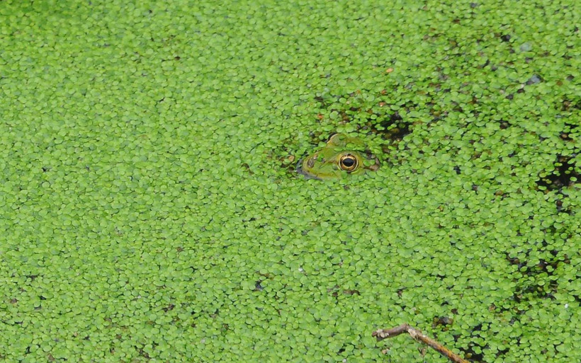 Kocaeli'de rengi yeşile dönen dere tedirgin etti 'ilk defa böyle bir şey görüyorum' - Resim: 2