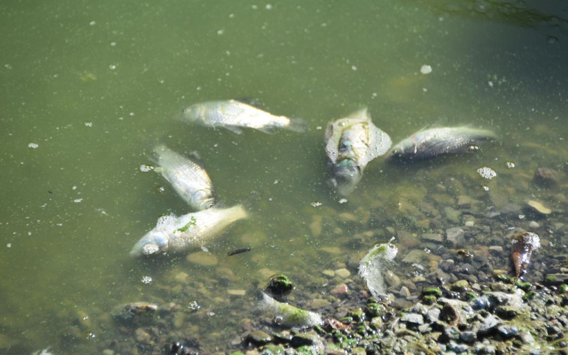 İzmir'in 'simge projesi' balıklara mezar oluyor: Kokmayan yer arıyoruz bulamıyoruz... - Resim: 4