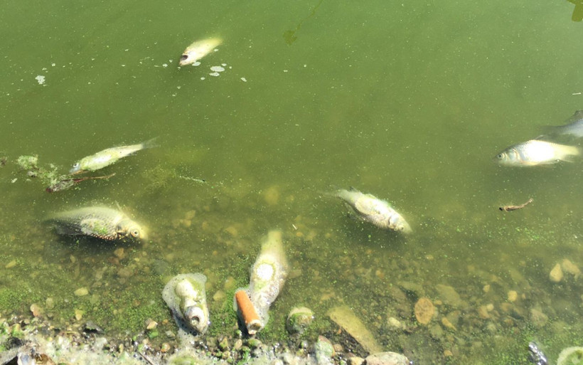 İzmir'in 'simge projesi' balıklara mezar oluyor: Kokmayan yer arıyoruz bulamıyoruz... - Resim: 3
