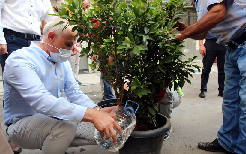 Mersin'de 3 yıllık mucize! Gider borusunda yetişen ağaç fidanı saksıya alındı - Resim: 2
