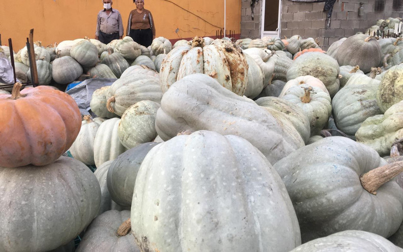 Bartın'da devasa kabakları görenler hayrete düşerek tek bir soruyu soruyor - Resim: 1