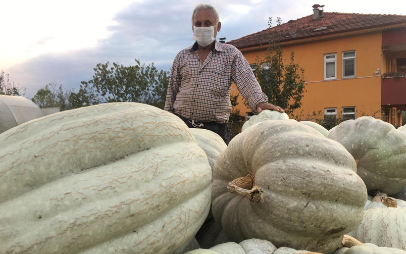 Bartın'da devasa kabakları görenler hayrete düşerek tek bir soruyu soruyor - Resim: 3