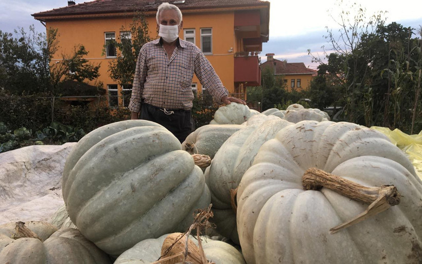 Bartın'da devasa kabakları görenler hayrete düşerek tek bir soruyu soruyor - Resim: 4