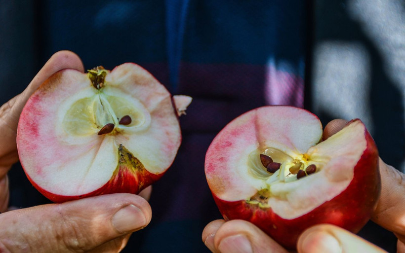 Bu meyvenin içi dışı bir! Ardahan'da koronavirüse iyi geldiği söyleniyor - Resim: 2