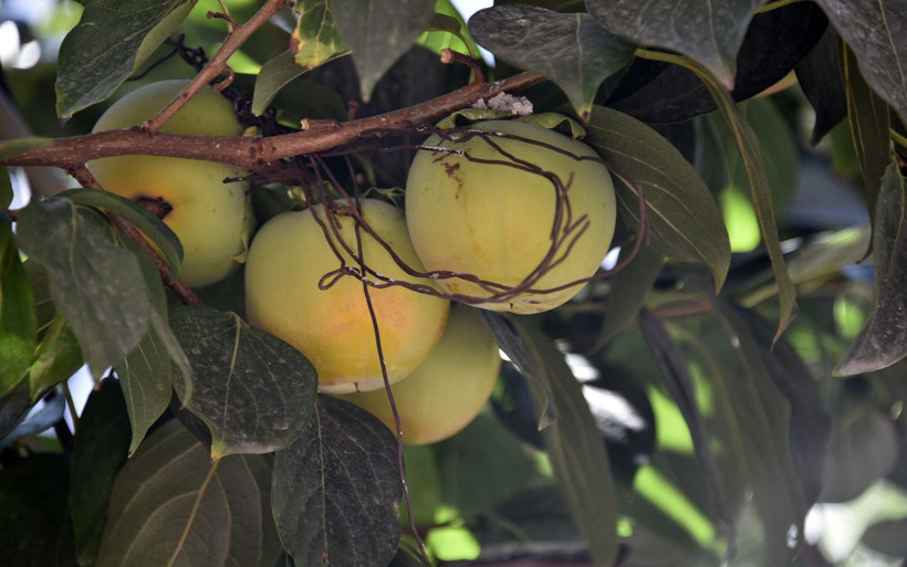 Bu meyve ağacının Gümüşhane’de başka eşi yok sandıklarda saklıyor - Resim: 4