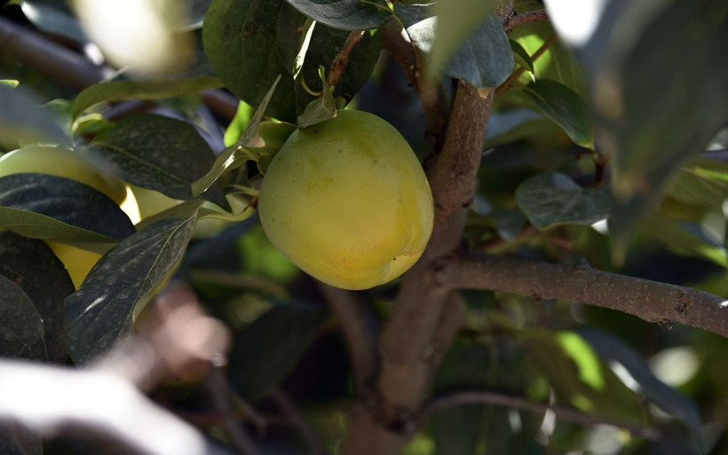 Bu meyve ağacının Gümüşhane’de başka eşi yok sandıklarda saklıyor - Resim: 3