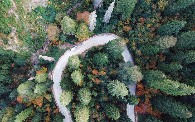 Türkiye'nin 'canlı ağaç müzesi' Örümcek Ormanları'nda Sonbahar cümbüşü - Resim: 3