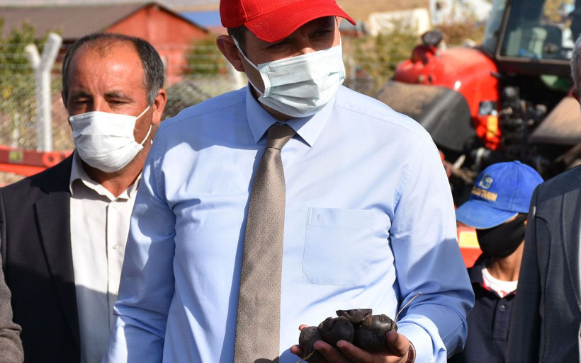 Sivas'ta yerli tohumdan 'mor patates' şaşırttı Vali Salih Ayhan ilk hasadını gerçekleştirdi - Resim: 2