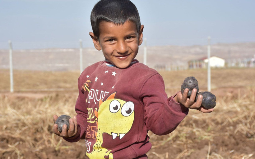 Sivas'ta yerli tohumdan 'mor patates' şaşırttı Vali Salih Ayhan ilk hasadını gerçekleştirdi - Resim: 1