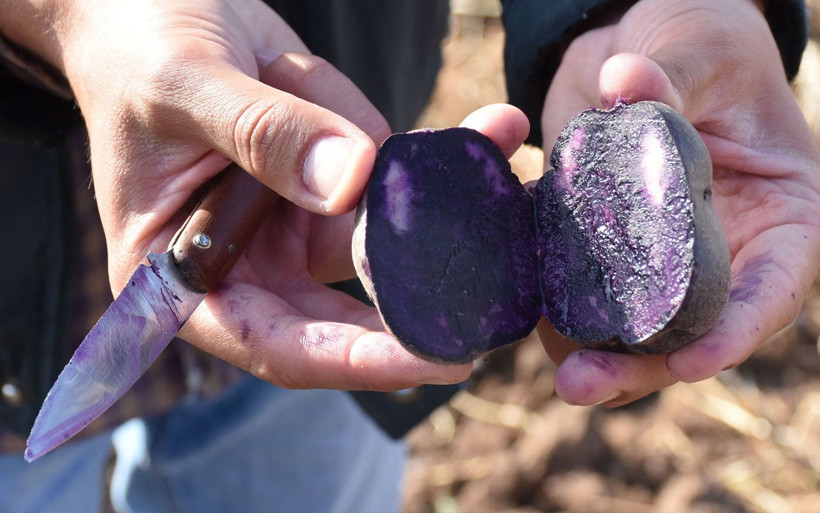 Sivas'ta yerli tohumdan 'mor patates' şaşırttı Vali Salih Ayhan ilk hasadını gerçekleştirdi - Resim: 4